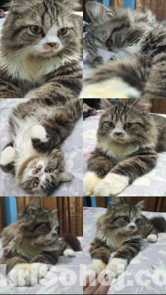 Cats